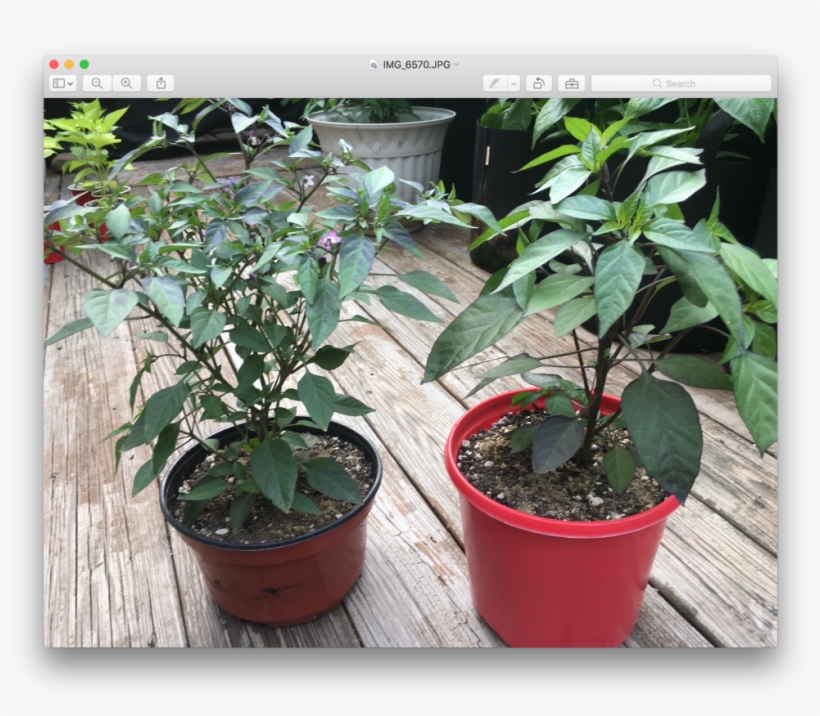 Peppers - Flowerpot, transparent png download
