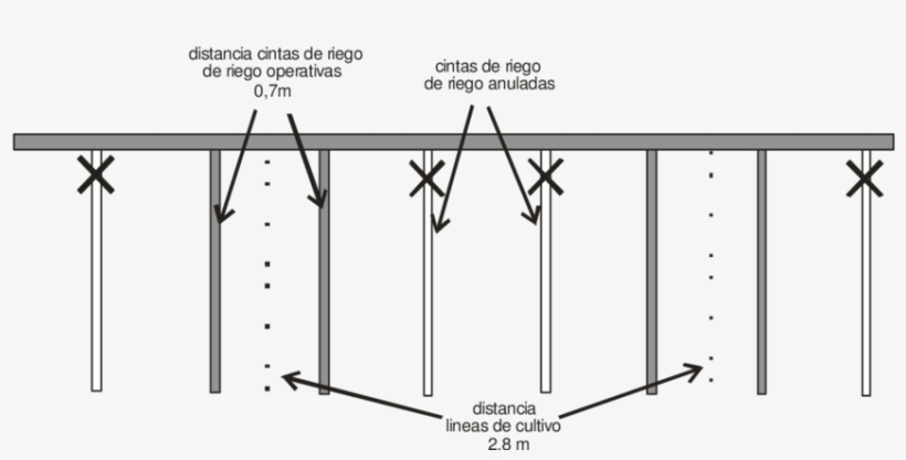 Arreglo Espacial De Las Cintas De Riego Por Goteo Apareadas - Distancia De Riego Por Goteo, transparent png download