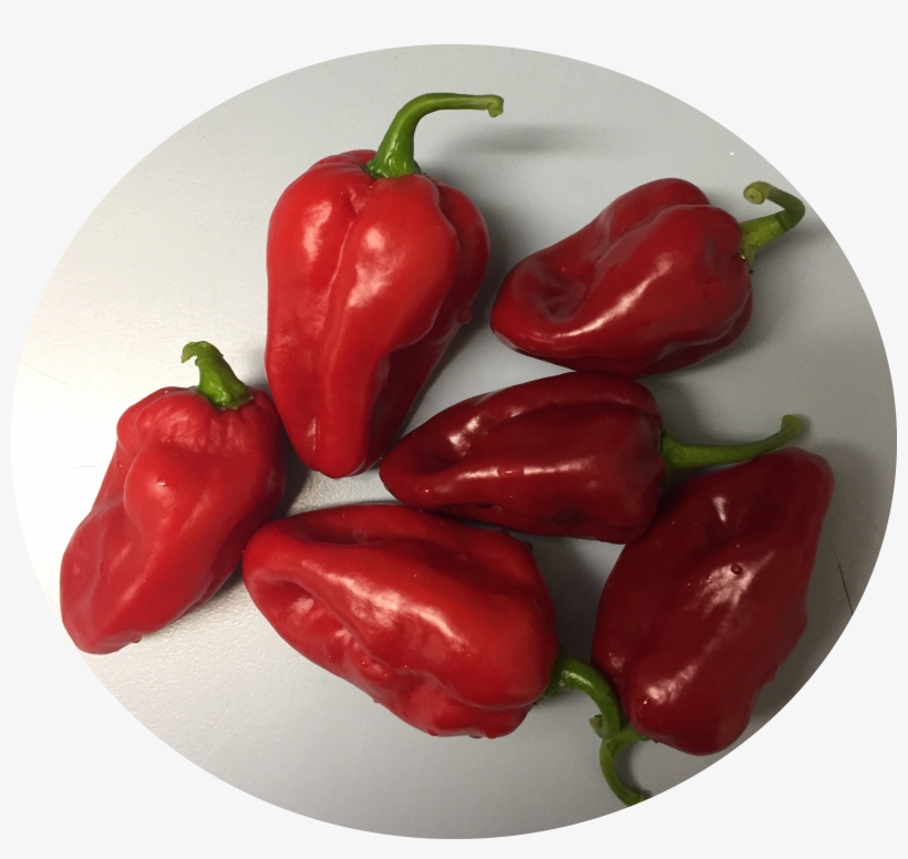 Pepper Habanero Roulette - Capsicum Perpper, transparent png download