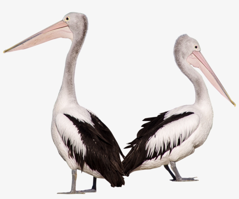 Download Amazing High-quality Latest Png Images Transparent - Pelican Png, transparent png download