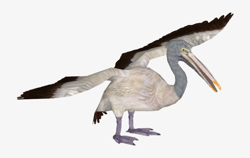 Pelicanspotbilled Tamara Henson - Ibis, transparent png download