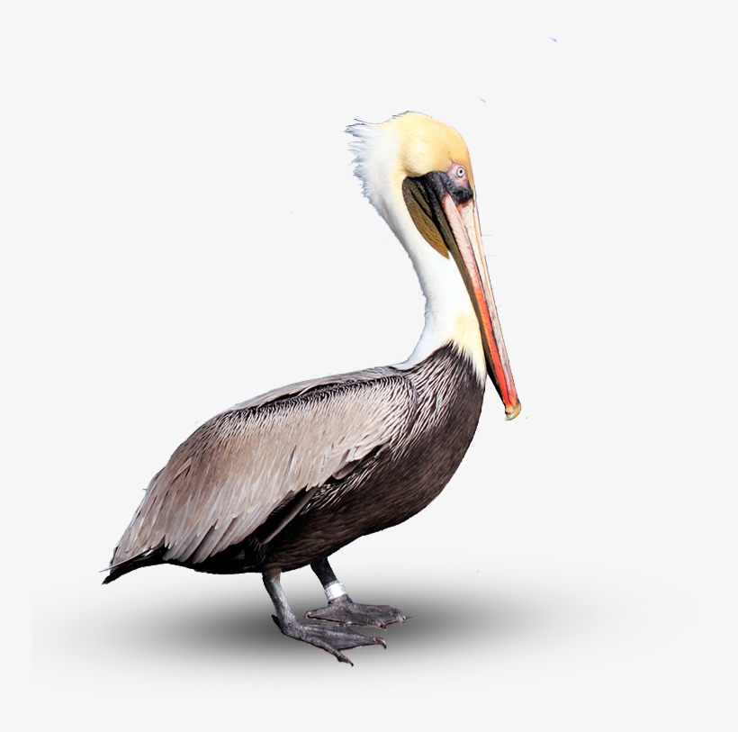 Pelican Png Download Image - Portable Network Graphics, transparent png download