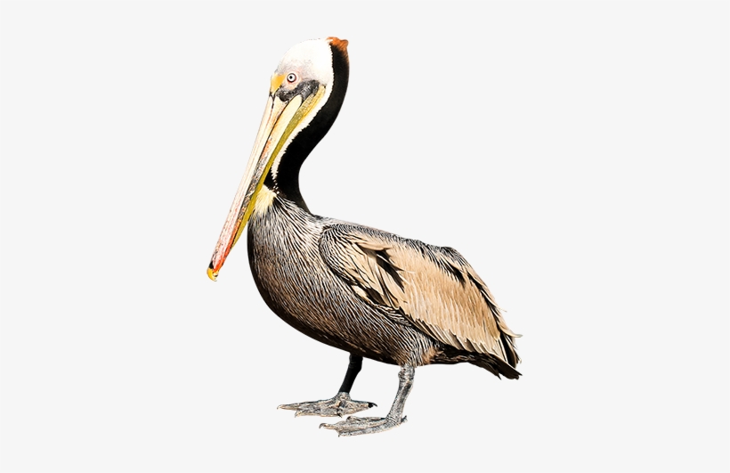 Pelican Png Background Image - Pelican Png, transparent png download