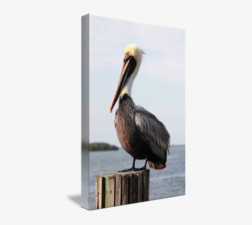 Handsome Brown Pelican By Carol Groenen - Gallery-wrapped Canvas Art Print 16 X 24 Entitled Handsome, transparent png download