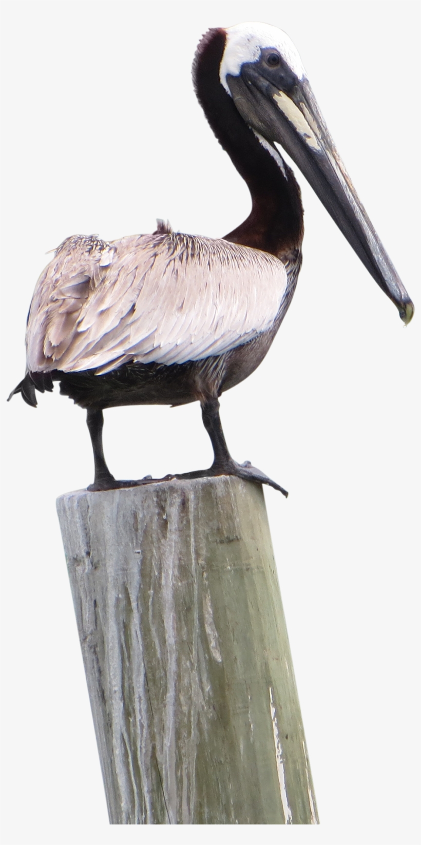 Pelican Png Pic - Portable Network Graphics, transparent png download