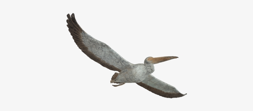 Natural History Pelicans Png Png Images - Portable Network Graphics, transparent png download