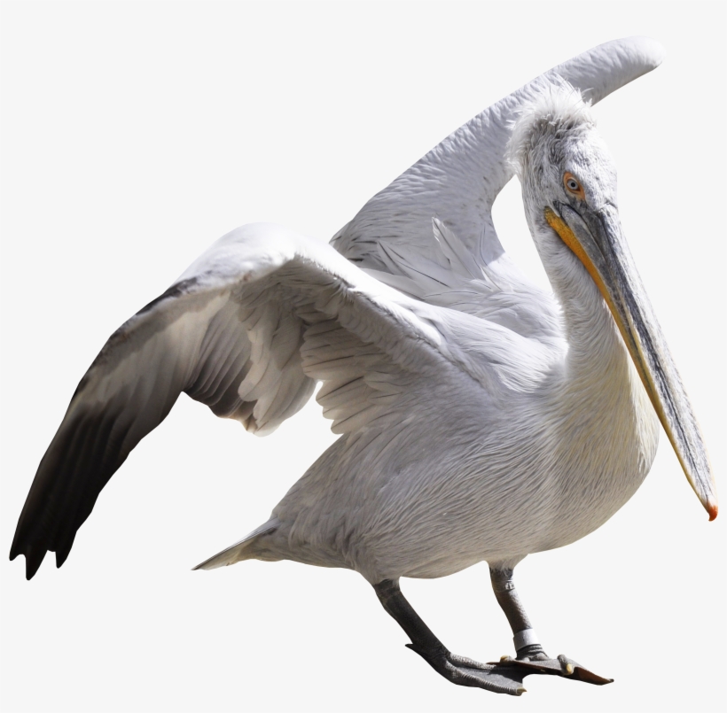 Pelican Png, transparent png download