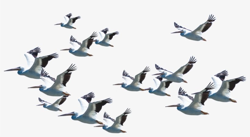Flying Pelican Png Download Image - Apple, transparent png download