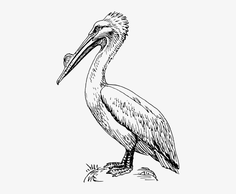 Original Png Clip Art File Pelican Svg Images Downloading, transparent png download