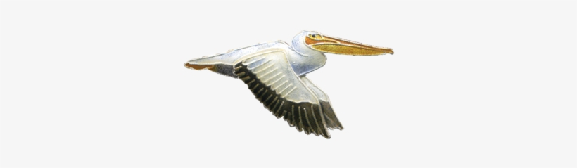 White Pelican Png Image Background - White Pelican, transparent png download