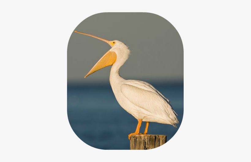 White Pelican 3 - American White Pelican, transparent png download