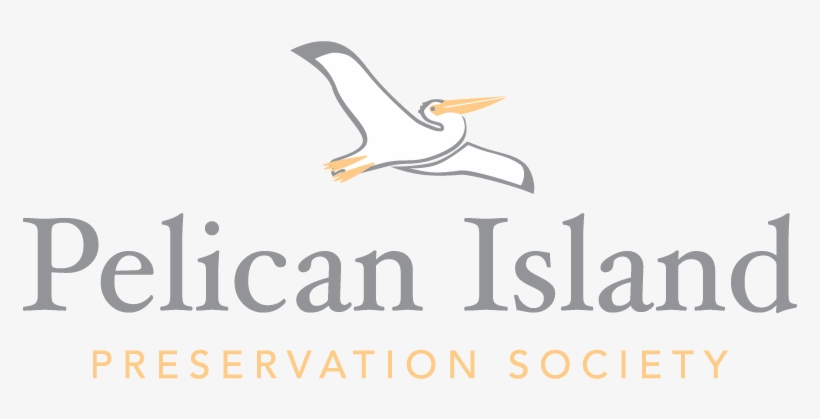 Pelican Png, transparent png download