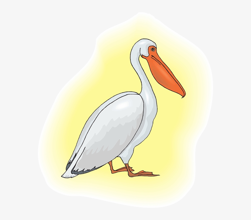 Bird, Background, Art, Pelican, Animal, Beak - Pelican, transparent png download
