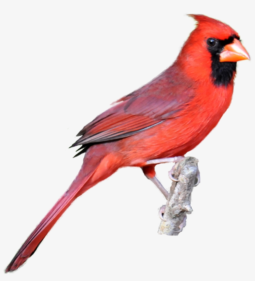 Cardinal Images Realistic From Masked Photographs Fused Northern Cardinal Transparent Background Transparent Png 930x965 Free Download On Nicepng