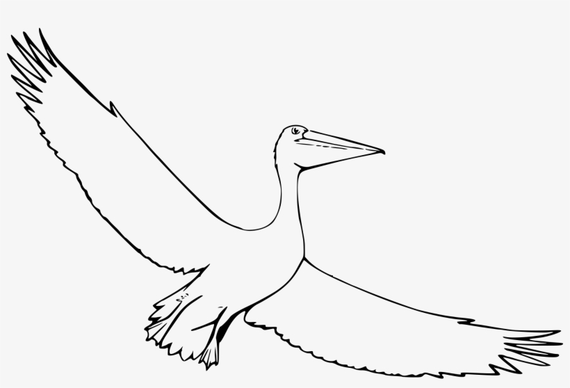 Open - Sketch Pelican, transparent png download