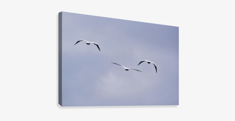 American White Pelican Abstract 3 Canvas Print - European Herring Gull, transparent png download