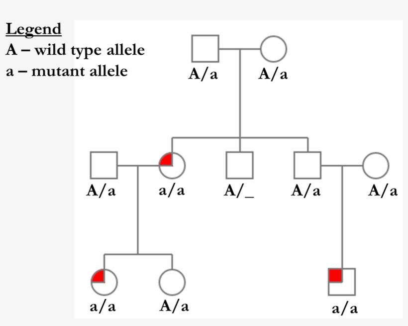 Pedigree Autosomal Recessive - Diagram, transparent png download