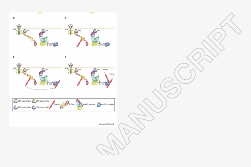 Mechanism Of Expansion Of Lamellipodia And Ruffles - Consumer Price Index, transparent png download