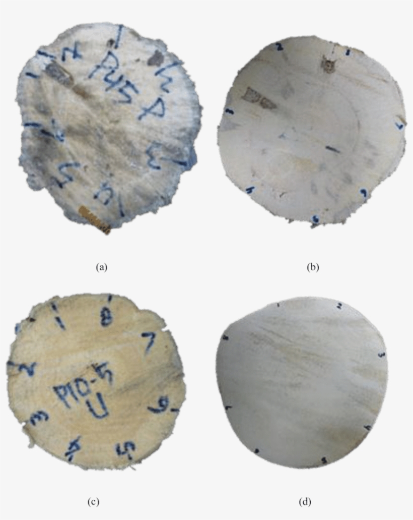 Transverse Section After Tree Felling - Number, transparent png download