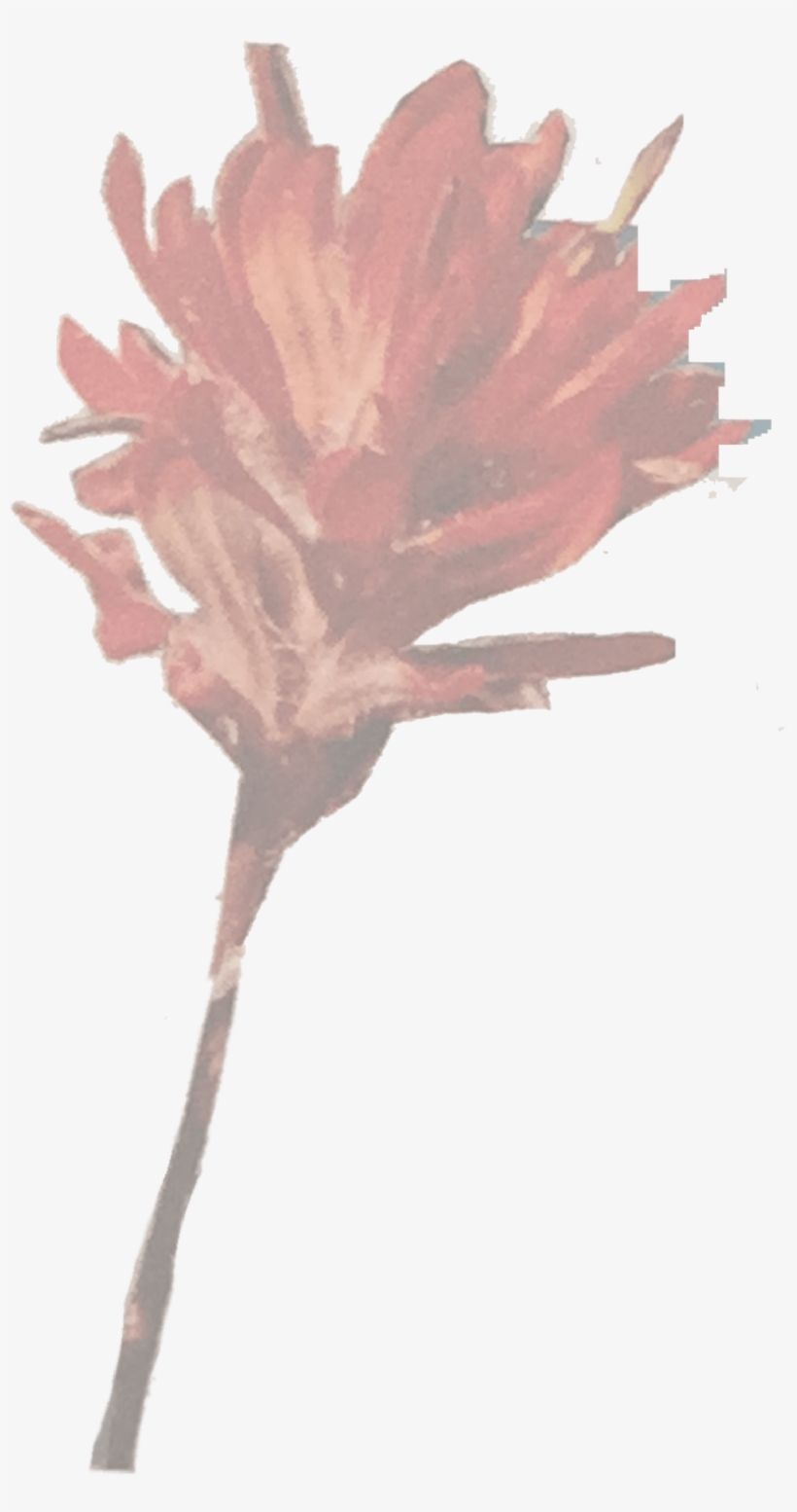 1953 - Artificial Flower, transparent png download