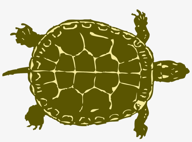 Turtle Tank Size Calculator - Green Turtle Shower Curtain, transparent png download