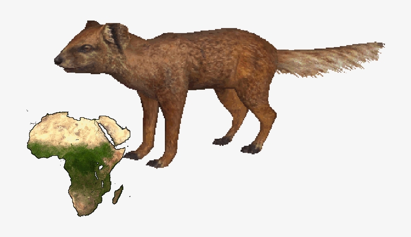 Yellow Mongoose - Cities And Minorities In Africa, transparent png download