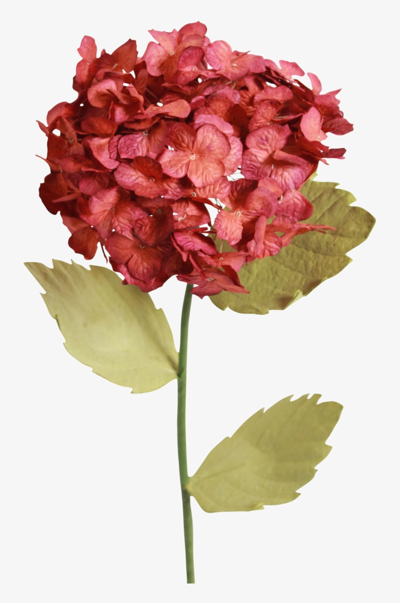 Antique Orange Hydrangeas - Antique, transparent png download