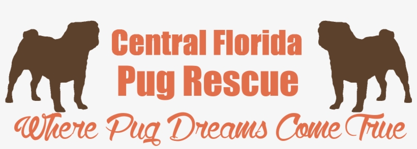 Central Florida Pug Rescue - Pug Rescue Of Florida, transparent png download