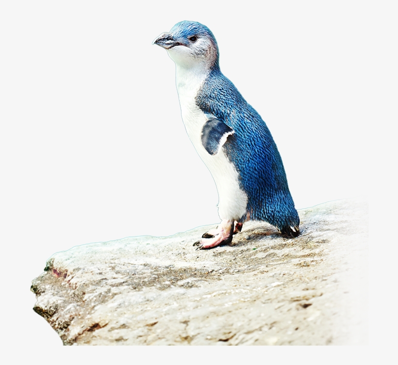 Download The Free Penguin Parade App For Ios And Android - Hanzawa Naoki, transparent png download