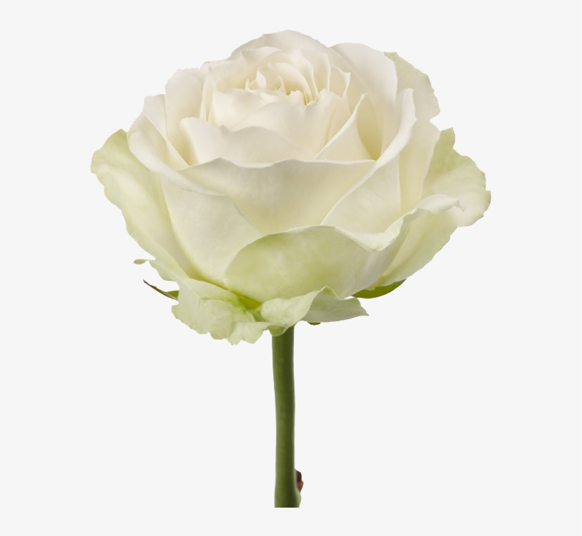 Is Obtained By Experimental Mutagenesis From Avalanche, - Rose White Avalanche Png, transparent png download