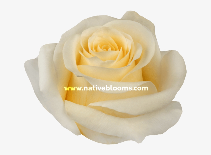 Crème De La Crème Roses - Rose, transparent png download