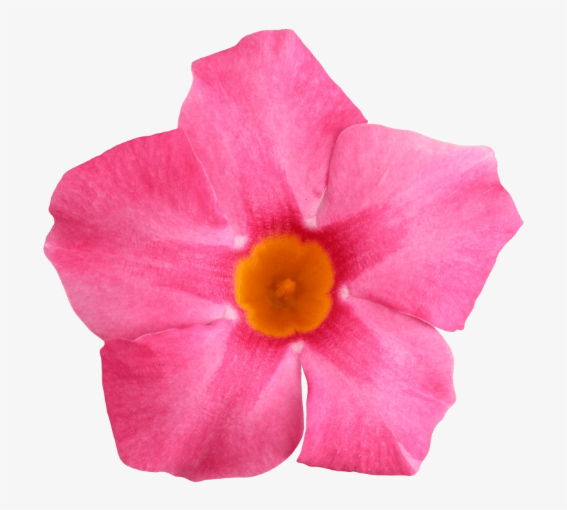 Sundaville Rose Star - Mandevilla, transparent png download