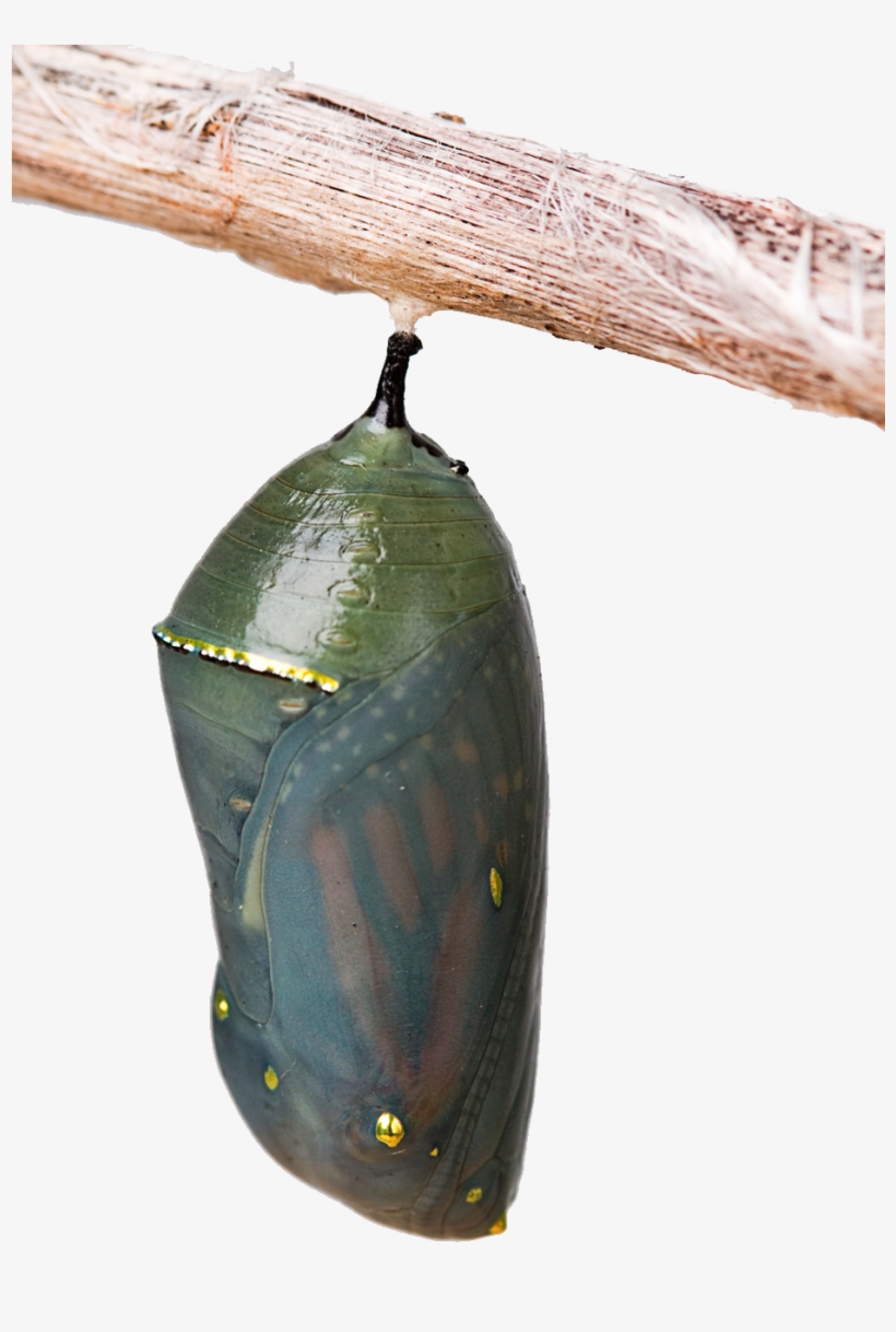 The Chrysalis - Chrysalis Transparent Transparent PNG - 1053x1399