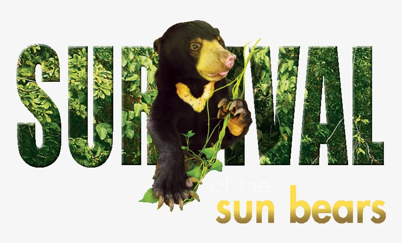 Species In Danger - Sun Bear Icon, transparent png download