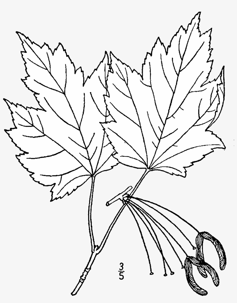 Acer Rubrum Rubrum Drawing - Drawing, transparent png download