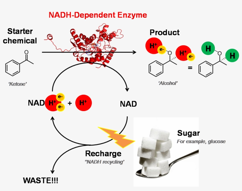 Nadh-dependent Enzyme - Nadh As Cofactor, transparent png download