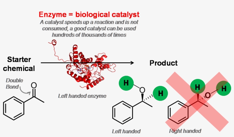 Enzyme = Biological Catalyst - S Amphetamine, transparent png download