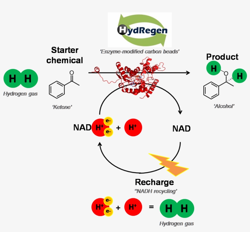 Any Nadh-dependent Enzyme Can Also Be 'plugged In' - Chemistry, transparent png download