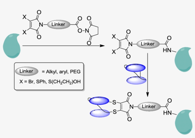 The Enzyme Will First Be Functionalised Through Lysine - Chemistry, transparent png download