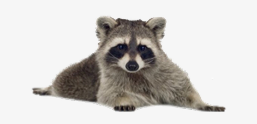 Small Raccoon, transparent png download