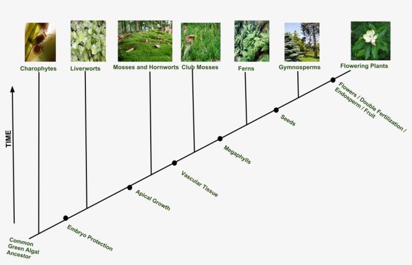 Evolution Of Plant Diversity - Flowering Plants Evolution, transparent png download