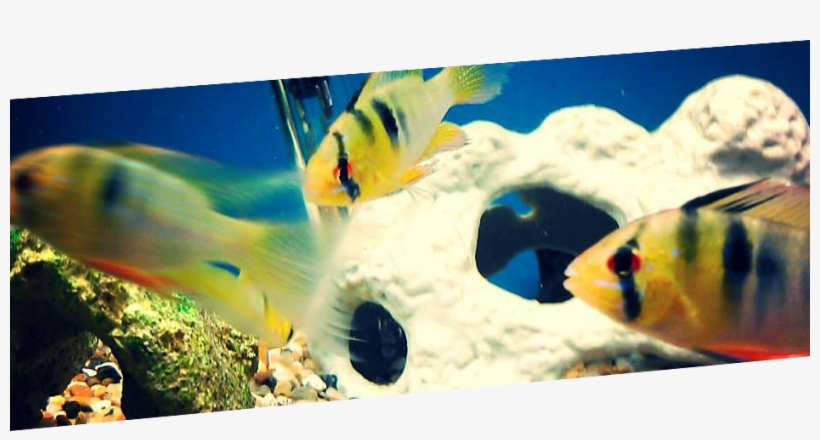 Call Or Visit World Of Wet Pets Tropical Fish Today - World Of Wet Pets, transparent png download