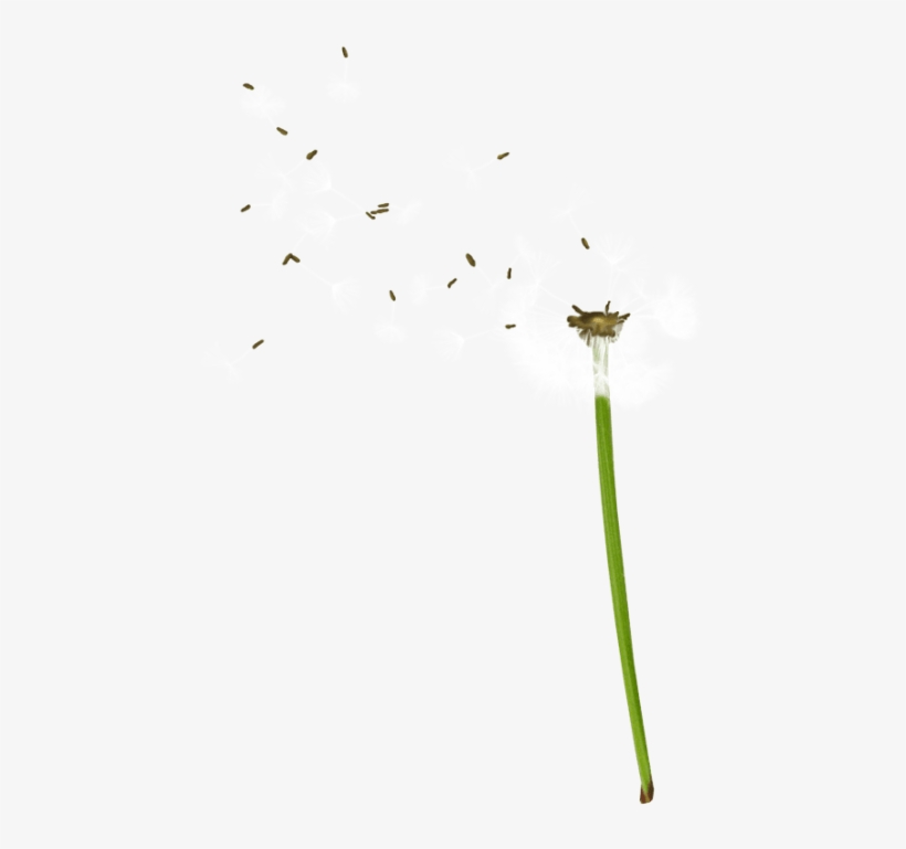 Free Png Dandelion Png Images Transparent - Portable Network Graphics, transparent png download