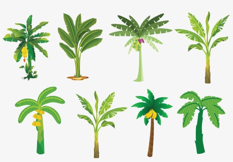 Banana Tree Vector - Aoraki / Mount Cook, transparent png download