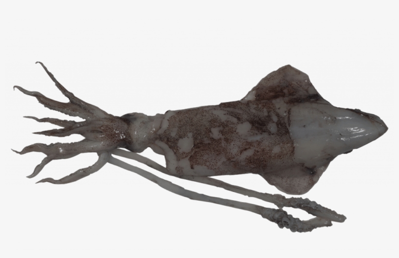 European Squid - Carrot, transparent png download