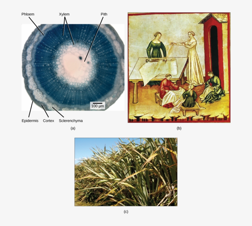 Image - Layers Of A Sclereid Cell, transparent png download