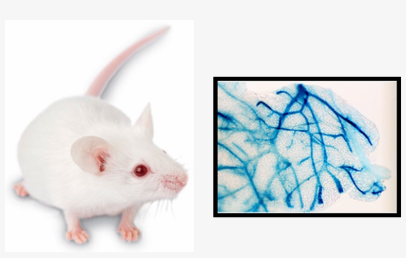 Schuler Lab - Project, transparent png download