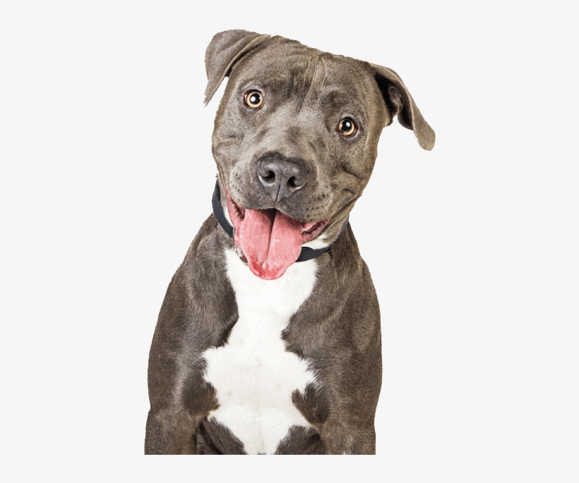 Day Care Mckee's Pet Place - Own Shit Dog Food, transparent png download