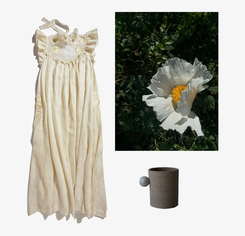 Tree Poppy, transparent png download