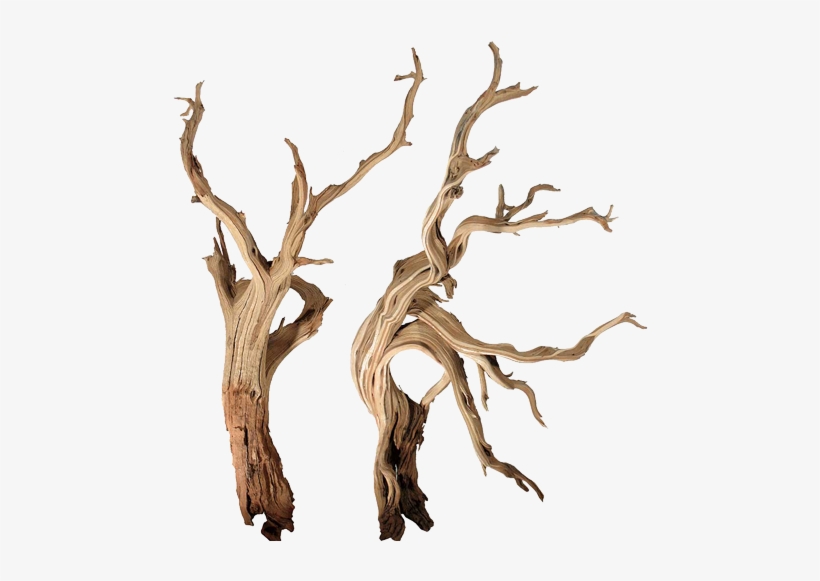Bonsai Driftwood Canada - Driftwood For Aquarium, transparent png download